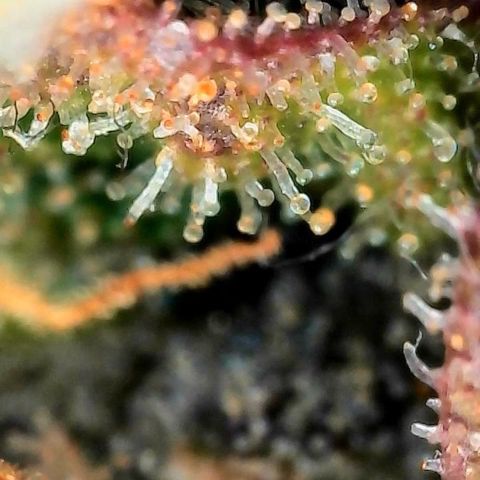 Mother Gorilla Wasser/Becher groß growlog timeline photo
