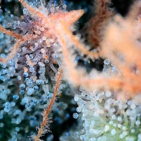 Mother Gorilla Becher mittel growlog timeline photo