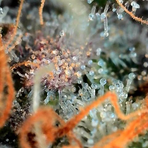 Mother Gorilla Jiffy klein growlog timeline photo