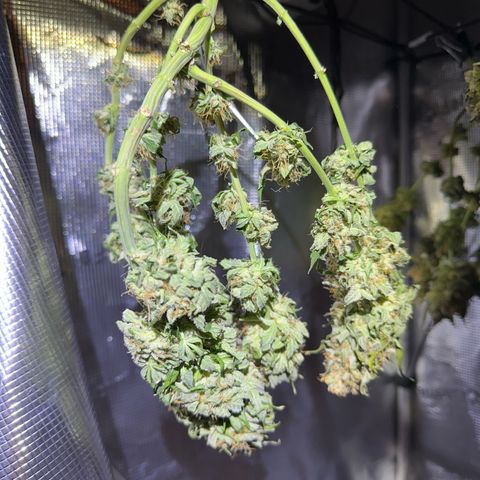 Mother Gorilla Wasser/Becher groß growlog timeline photo