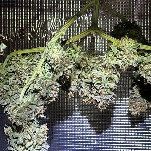 Mother Gorilla Jiffy klein growlog timeline photo