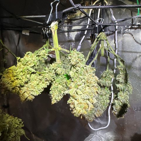Mother Gorilla Becher mittel growlog timeline photo