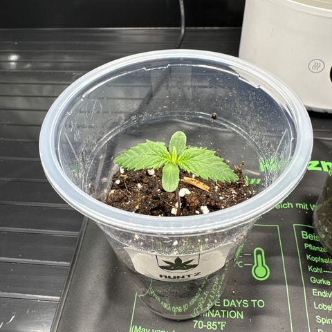 Runtz 1 growlog timeline photo