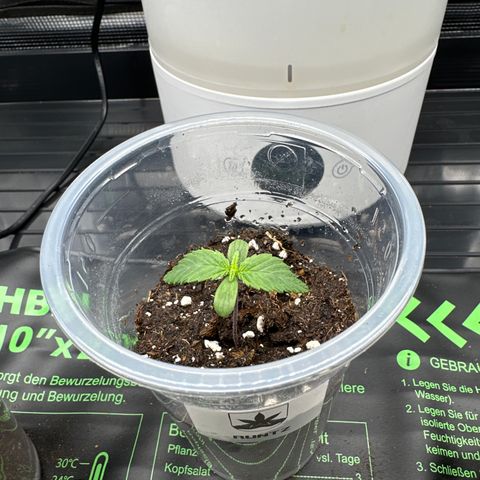 Runtz 2 growlog timeline photo