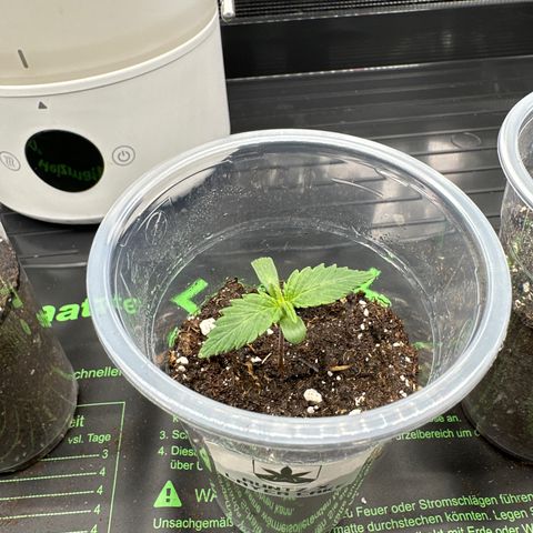 Runtz x Layer Cake 1 growlog timeline photo