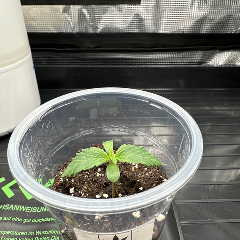 Runtz x Layer Cake 2 growlog timeline photo