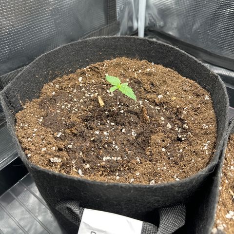 Runtz 1 growlog timeline photo