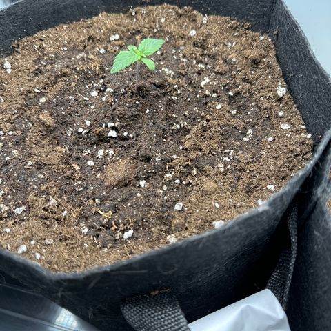 Runtz 2 growlog timeline photo