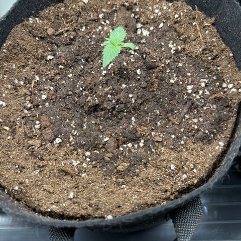 Runtz x Layer Cake 1 growlog timeline photo