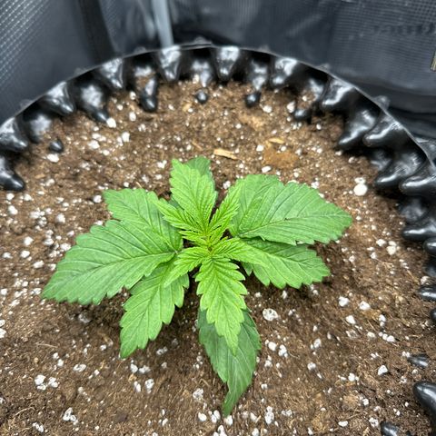 Runtz x Layer Cake 2 growlog timeline photo