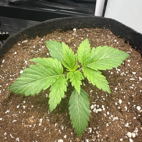 Runtz x Layer Cake 1 growlog timeline photo