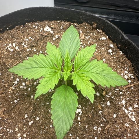 Runtz 2 growlog timeline photo