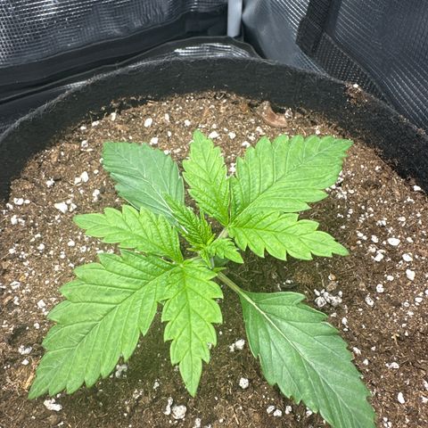 Runtz 1 growlog timeline photo