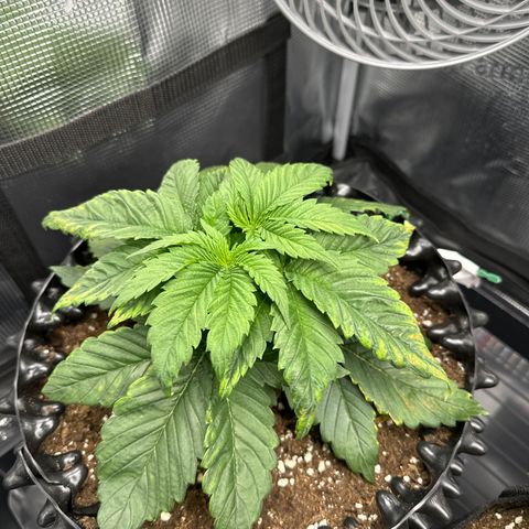 Runtz x Layer Cake 2 growlog timeline photo