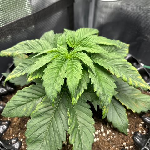 Runtz x Layer Cake 2 growlog timeline photo