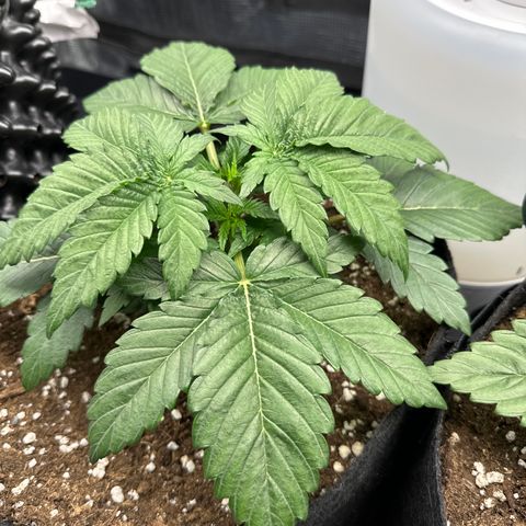 Runtz x Layer Cake 1 growlog timeline photo