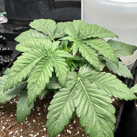 Runtz x Layer Cake 1 growlog timeline photo