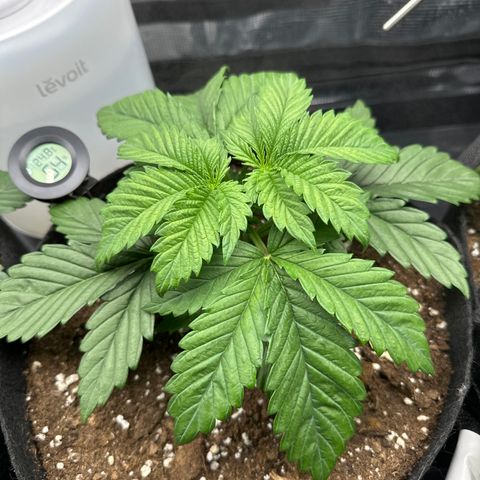 Runtz 2 growlog timeline photo