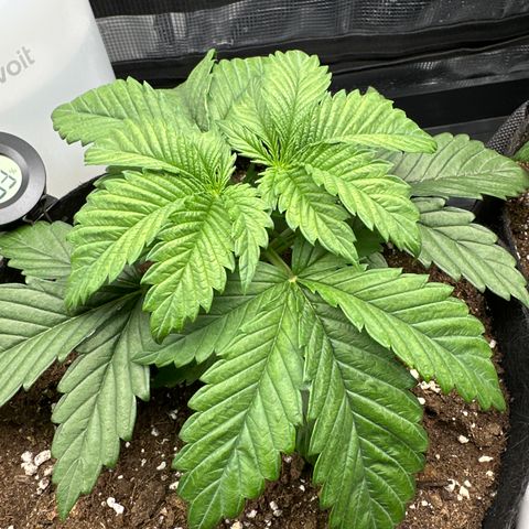 Runtz 2 growlog timeline photo