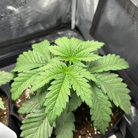 Runtz 1 growlog timeline photo