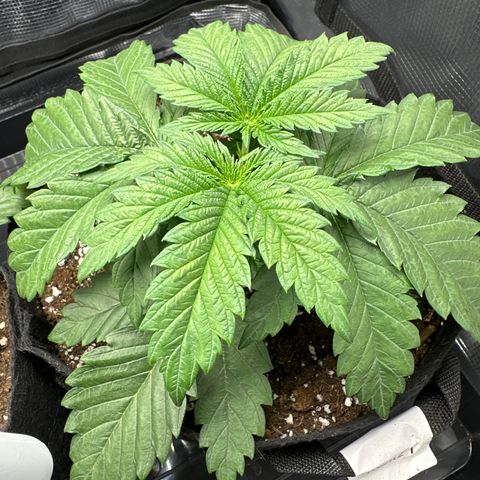 Runtz 1 growlog timeline photo