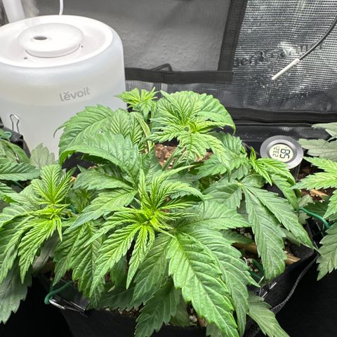 Runtz 2 growlog timeline photo
