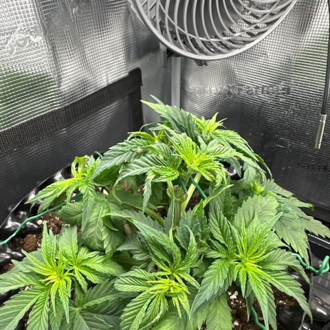Runtz x Layer Cake 2 growlog timeline photo