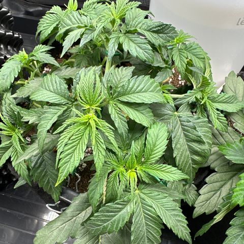Runtz x Layer Cake 1 growlog timeline photo