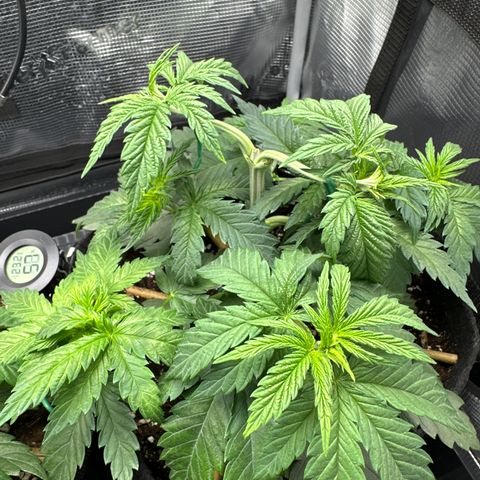 Runtz 1 growlog timeline photo