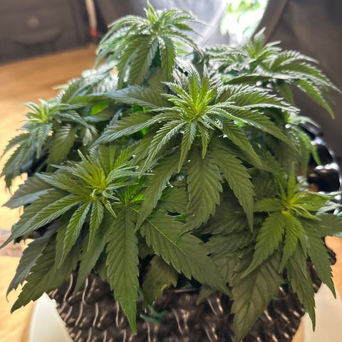 Runtz x Layer Cake 2 growlog timeline photo