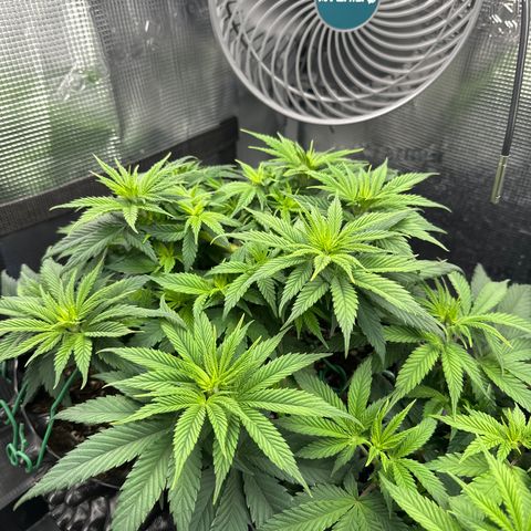 Runtz x Layer Cake 2 growlog timeline photo