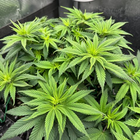 Runtz x Layer Cake 2 growlog timeline photo
