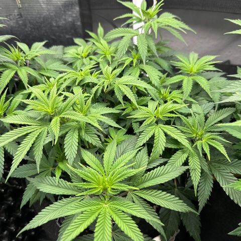 Runtz x Layer Cake 1 growlog timeline photo