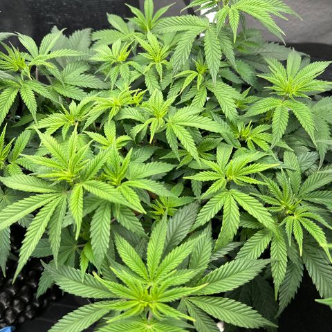Runtz x Layer Cake 1 growlog timeline photo