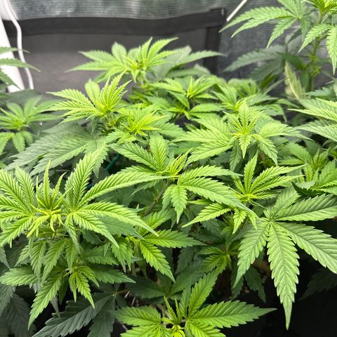 Runtz 2 growlog timeline photo
