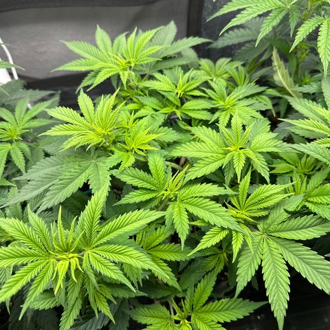 Runtz 2 growlog timeline photo