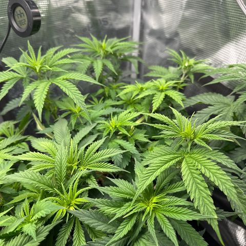Runtz 1 growlog timeline photo