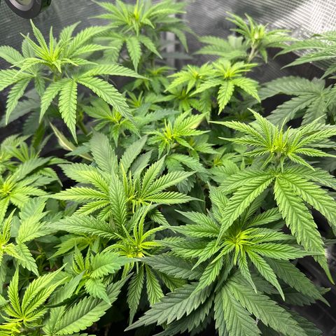Runtz 1 growlog timeline photo