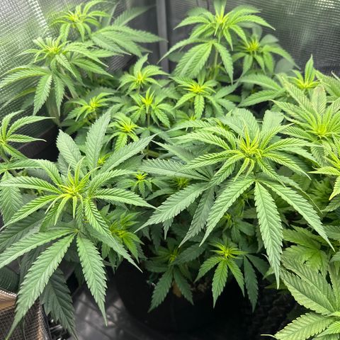Runtz 1 growlog timeline photo