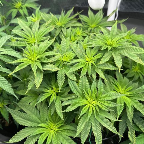 Runtz x Layer Cake 2 growlog timeline photo