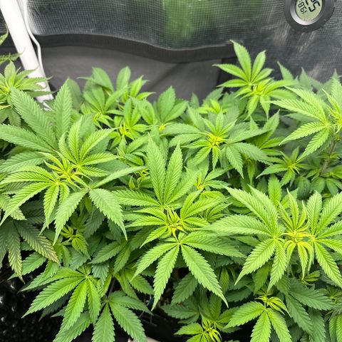 Runtz 2 growlog timeline photo