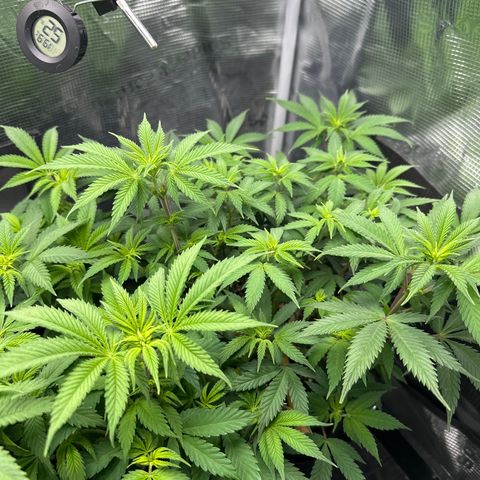 Runtz x Layer Cake 1 growlog timeline photo