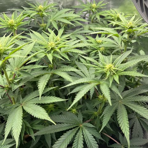Runtz 1 growlog timeline photo