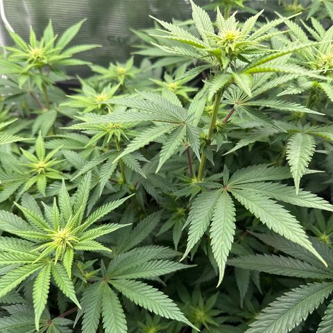 Runtz x Layer Cake 1 growlog timeline photo