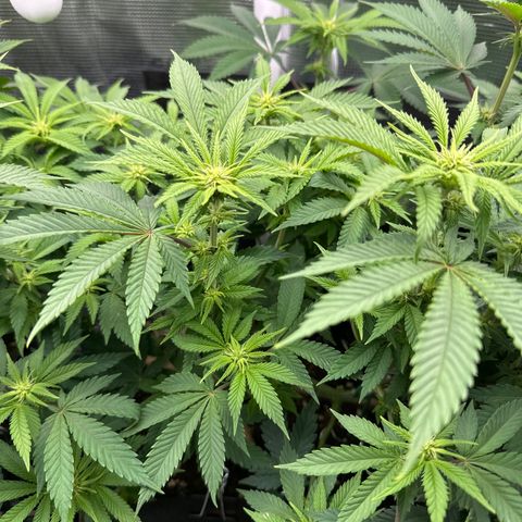 Runtz 2 growlog timeline photo
