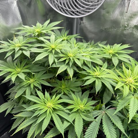 Runtz x Layer Cake 2 growlog timeline photo