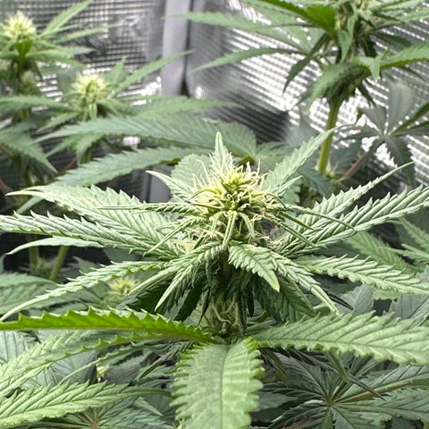Runtz 1 growlog timeline photo
