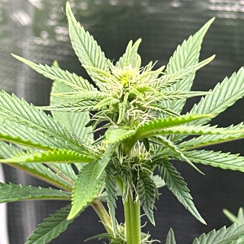 Runtz x Layer Cake 1 growlog timeline photo