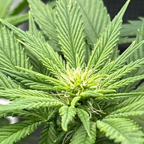 Runtz x Layer Cake 2 growlog timeline photo