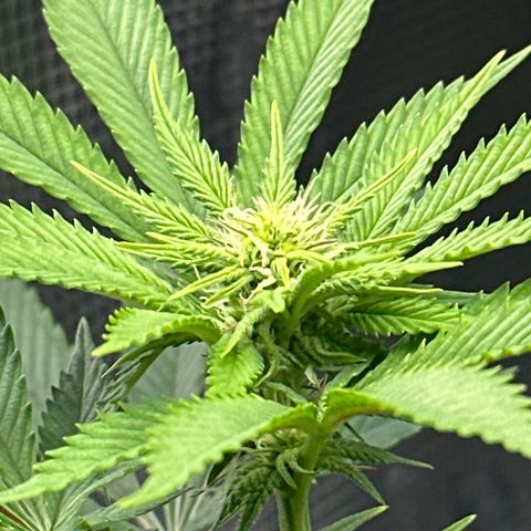 Runtz 2 growlog timeline photo